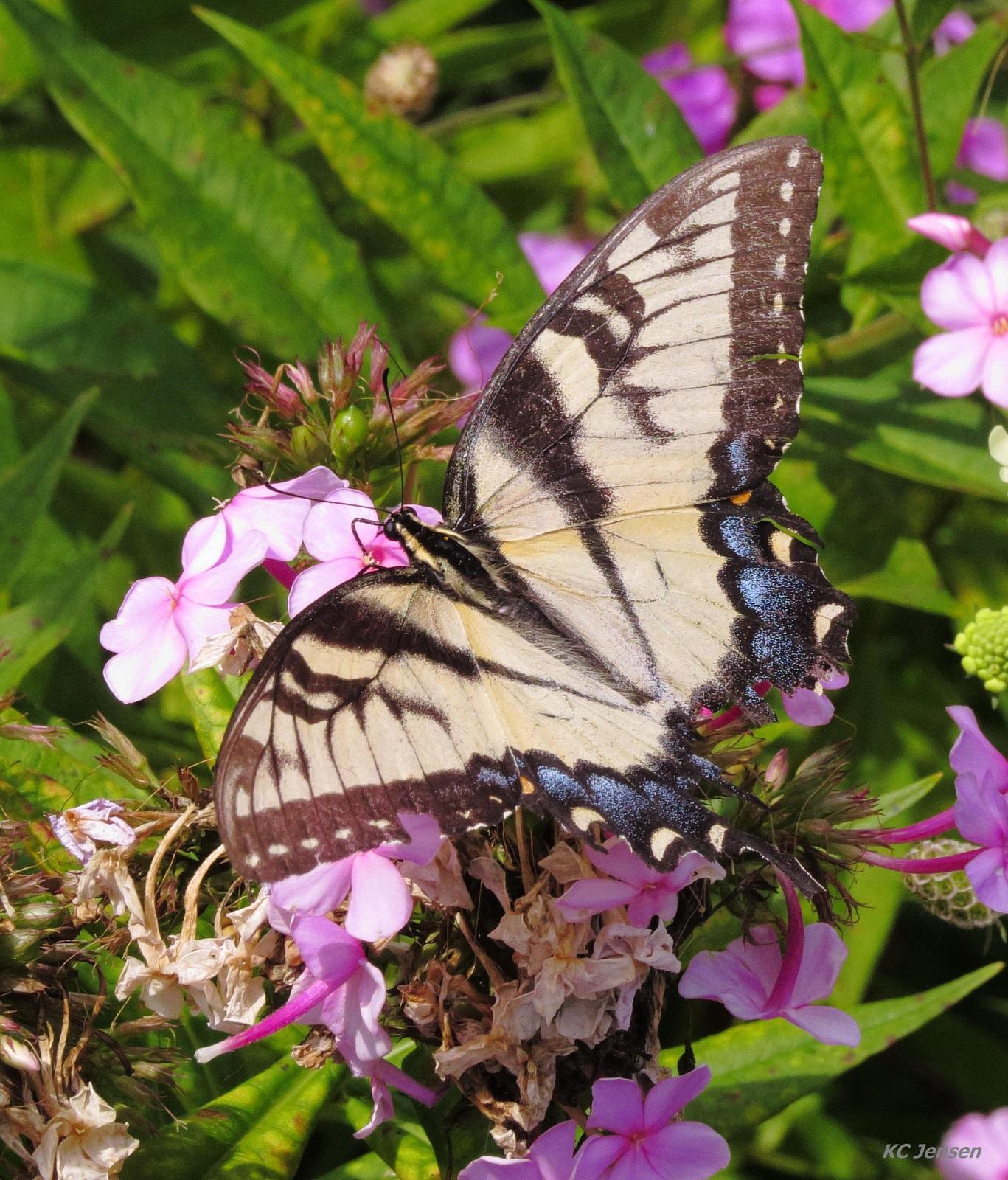 Eastern Tiger Swallowtail Photo by Kent Jensen