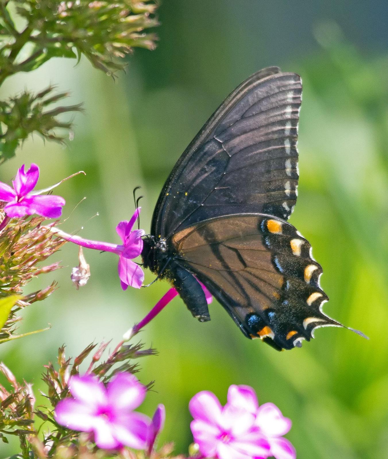 Eastern Tiger Swallowtail Photo by Scott Berglund