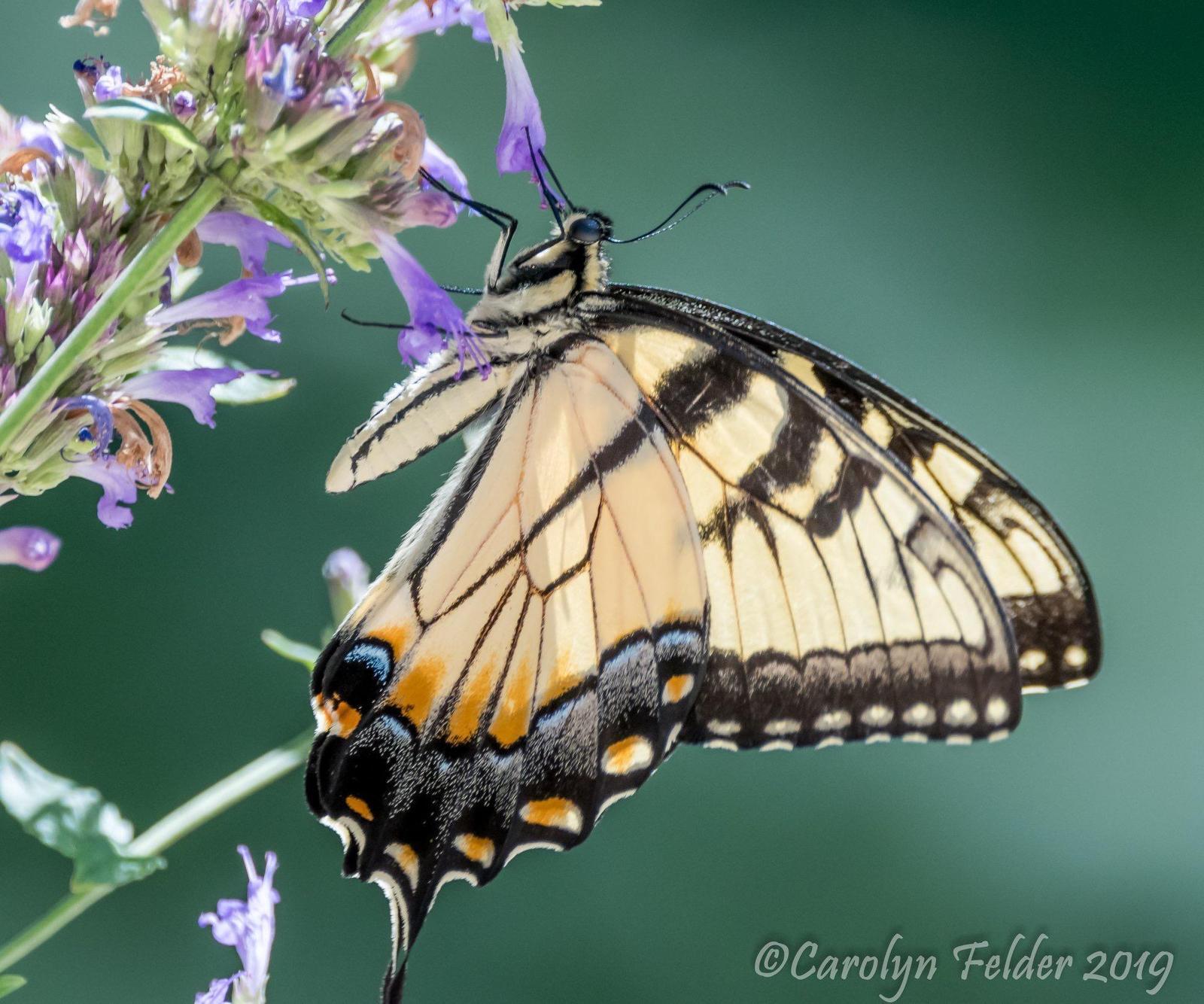 Eastern Tiger Swallowtail Photo by Carolyn Felder