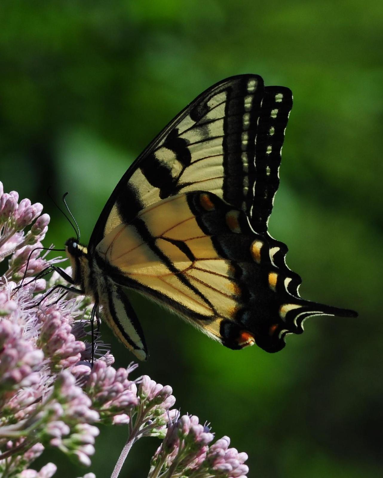 Eastern Tiger Swallowtail Photo by Maxim Larrivèe, Ph.D.