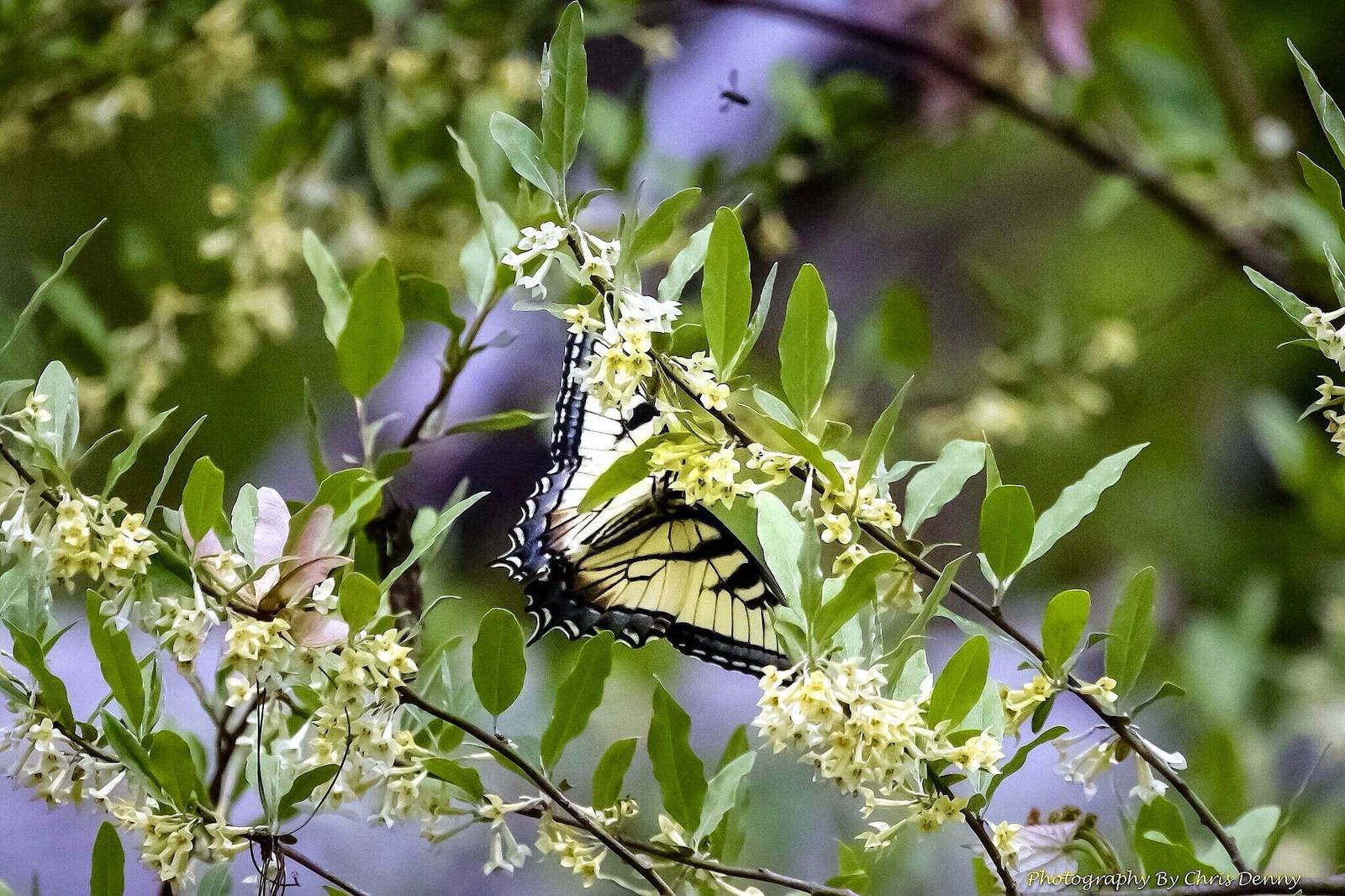 Eastern Tiger Swallowtail Photo by Chris Denny