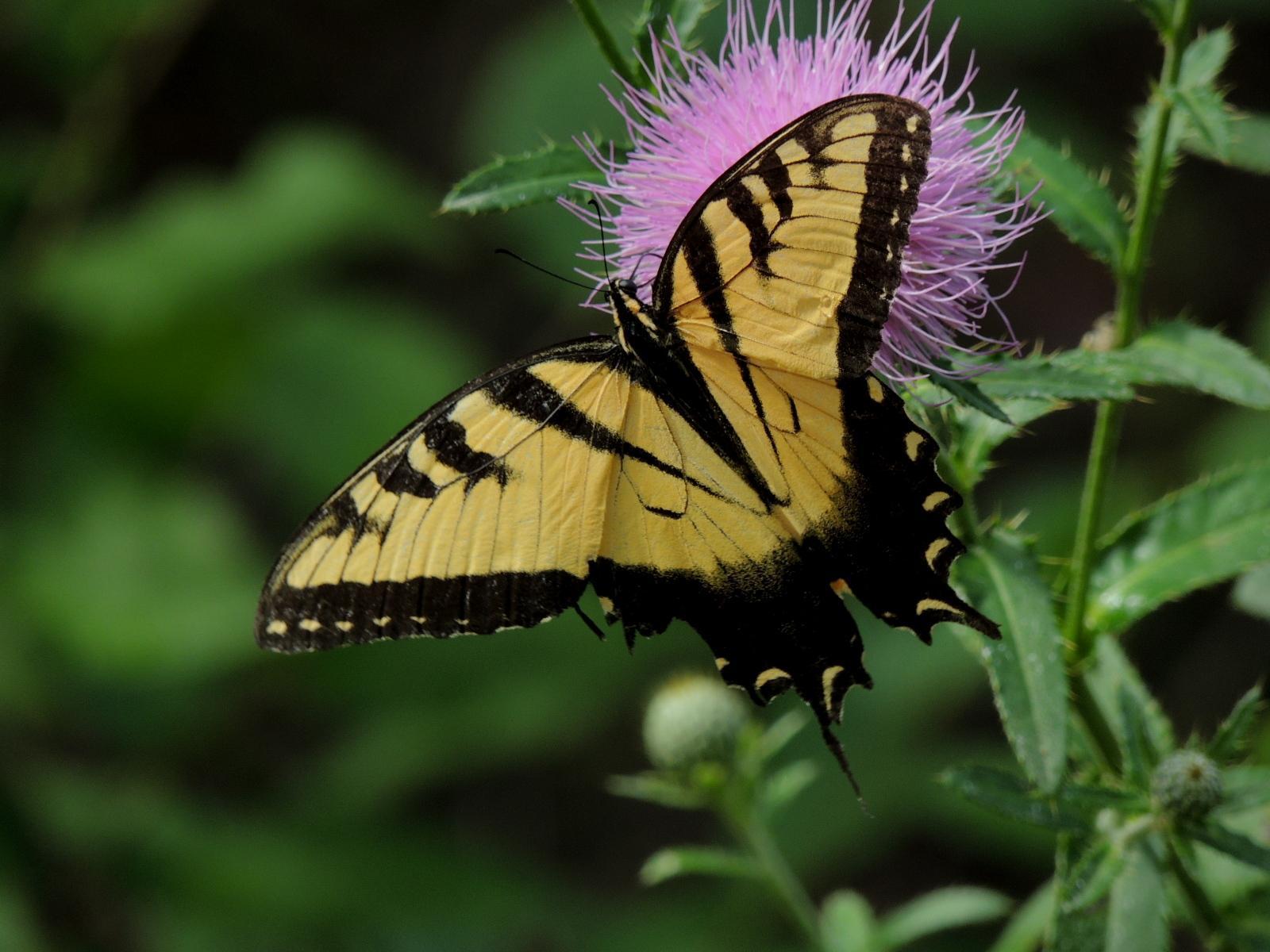 Eastern Tiger Swallowtail Photo by Tony Heindel