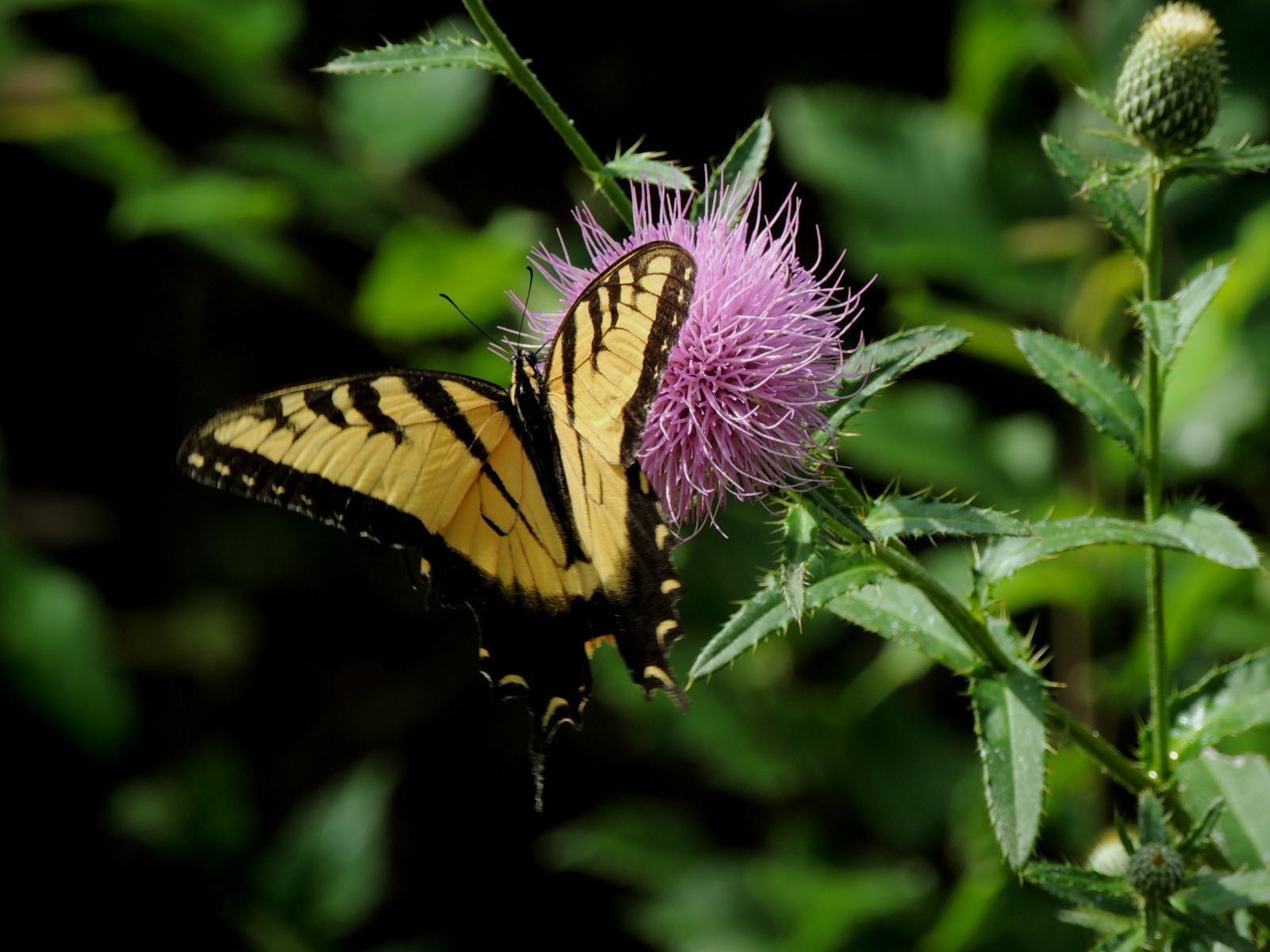 Eastern Tiger Swallowtail Photo by Tony Heindel
