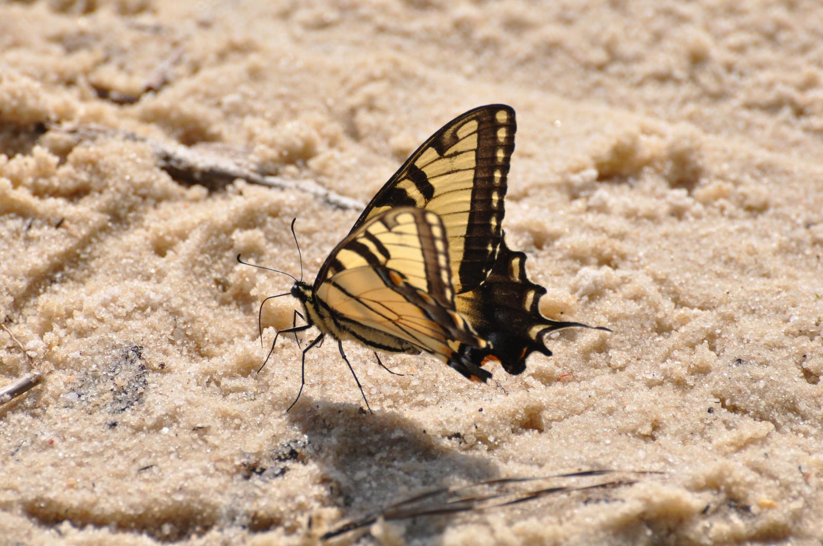 Eastern Tiger Swallowtail Photo by Ashley Grubstein