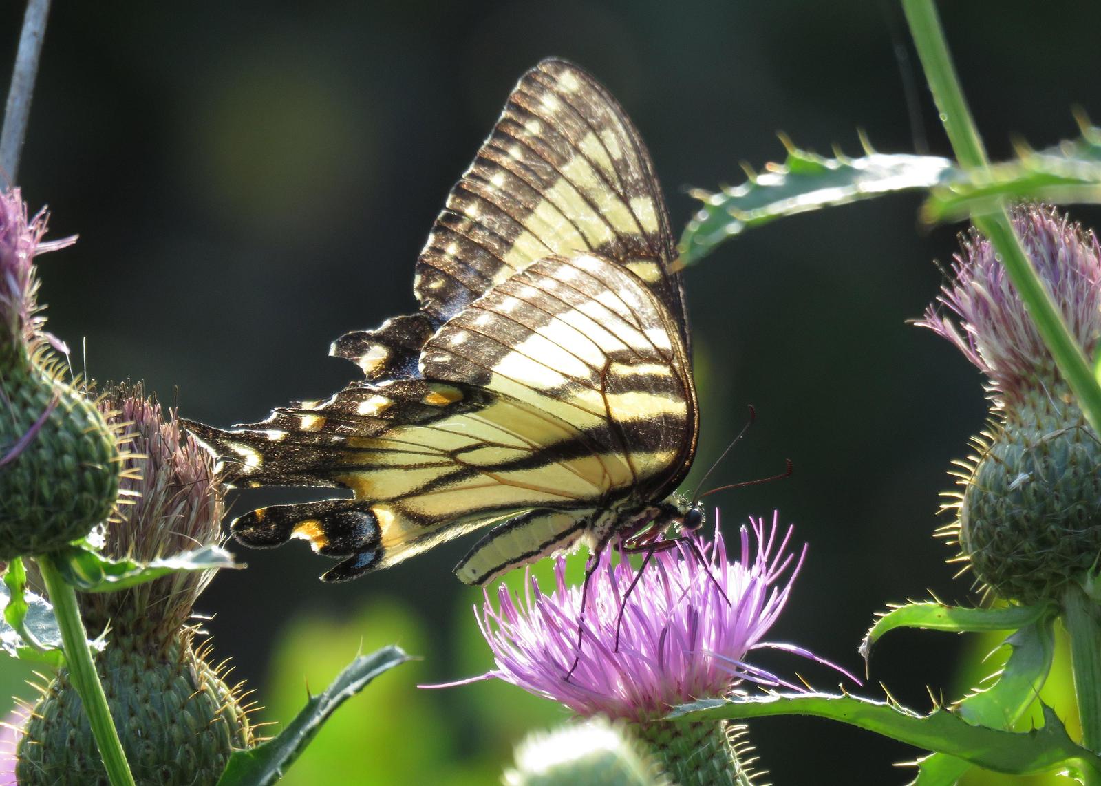 Eastern Tiger Swallowtail Photo by Kelly Preheim