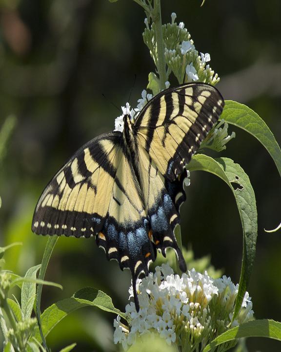 Eastern Tiger Swallowtail Photo by Nick Guirate