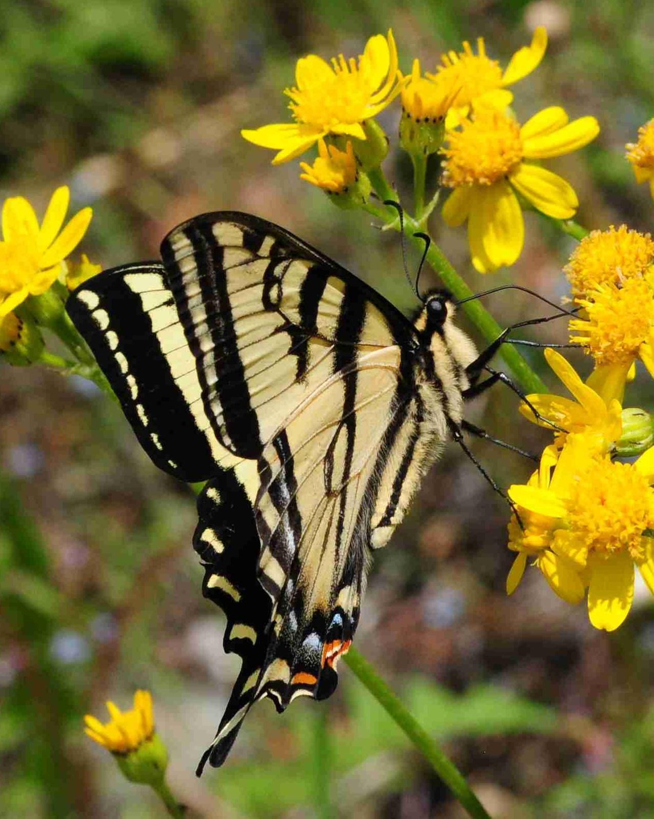 Western Tiger Swallowtail Photo by Maxim Larrivèe, Ph.D.