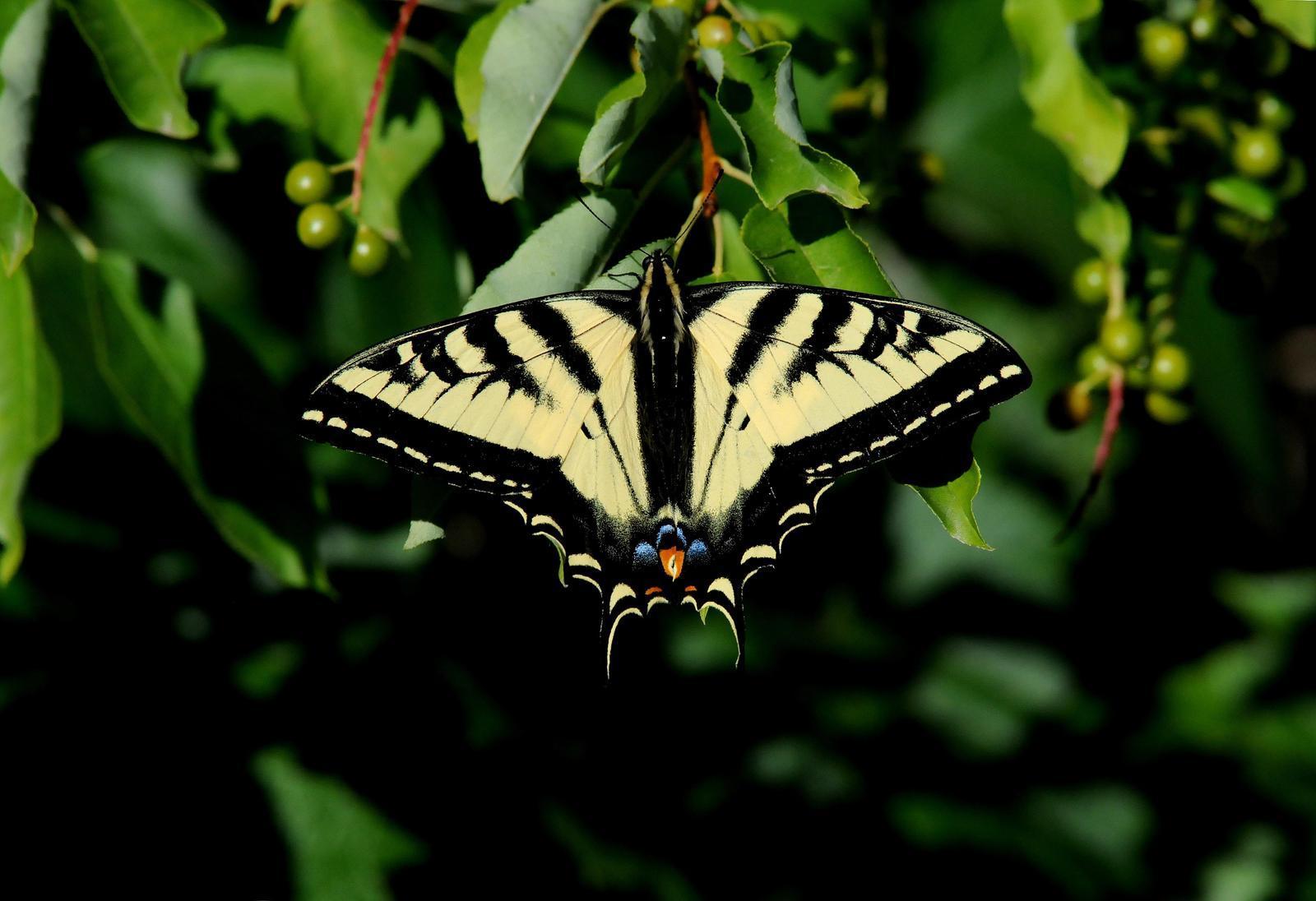 Western Tiger Swallowtail Photo by Steven Mlodinow