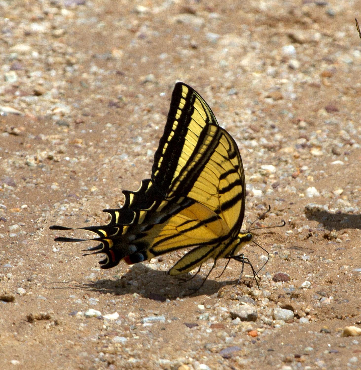 Two-tailed Swallowtail Photo by Scott Berglund