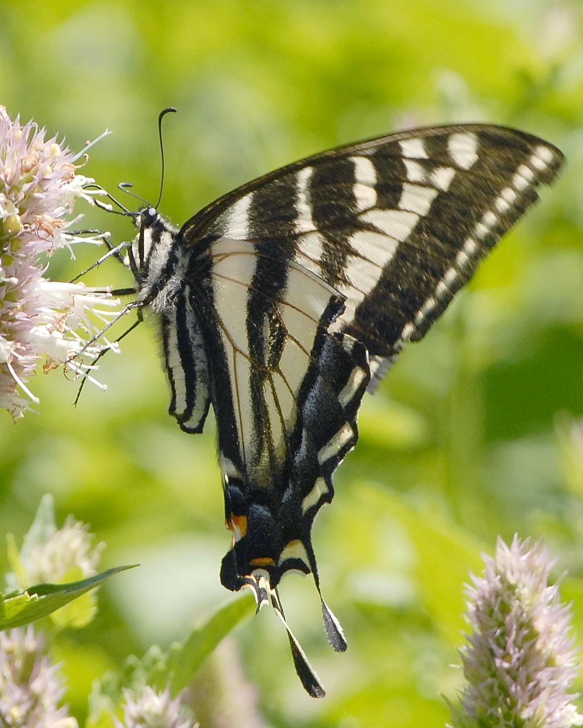 Two-tailed Swallowtail Photo by David Hollie