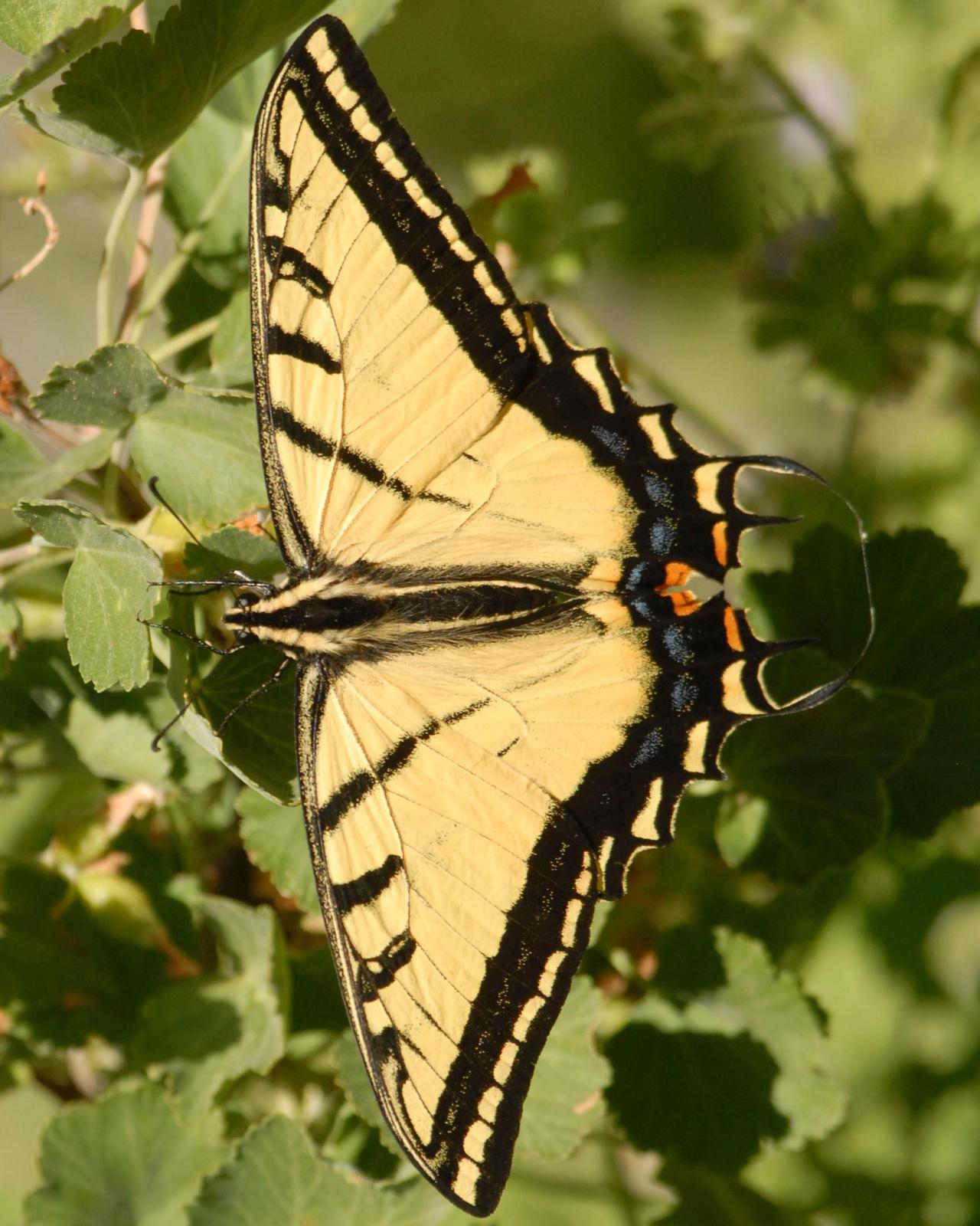 Two-tailed Swallowtail Photo by David Hollie