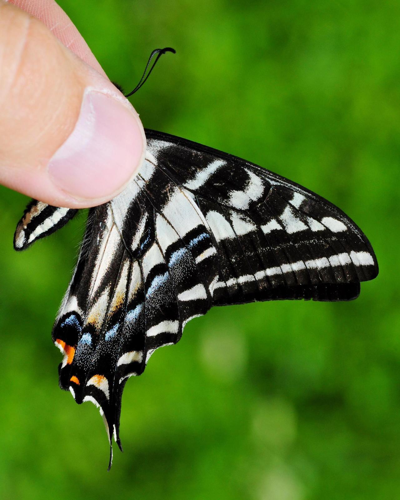 Pale Swallowtail Photo by Maxim Larrivèe, Ph.D.