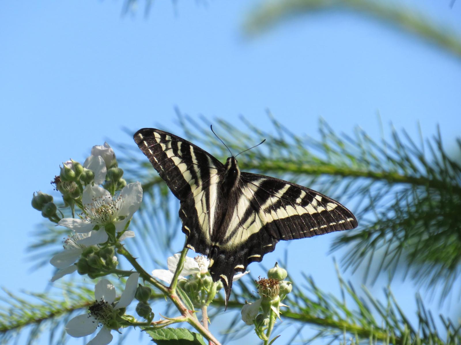 Pale Swallowtail Photo by Jeff Harding