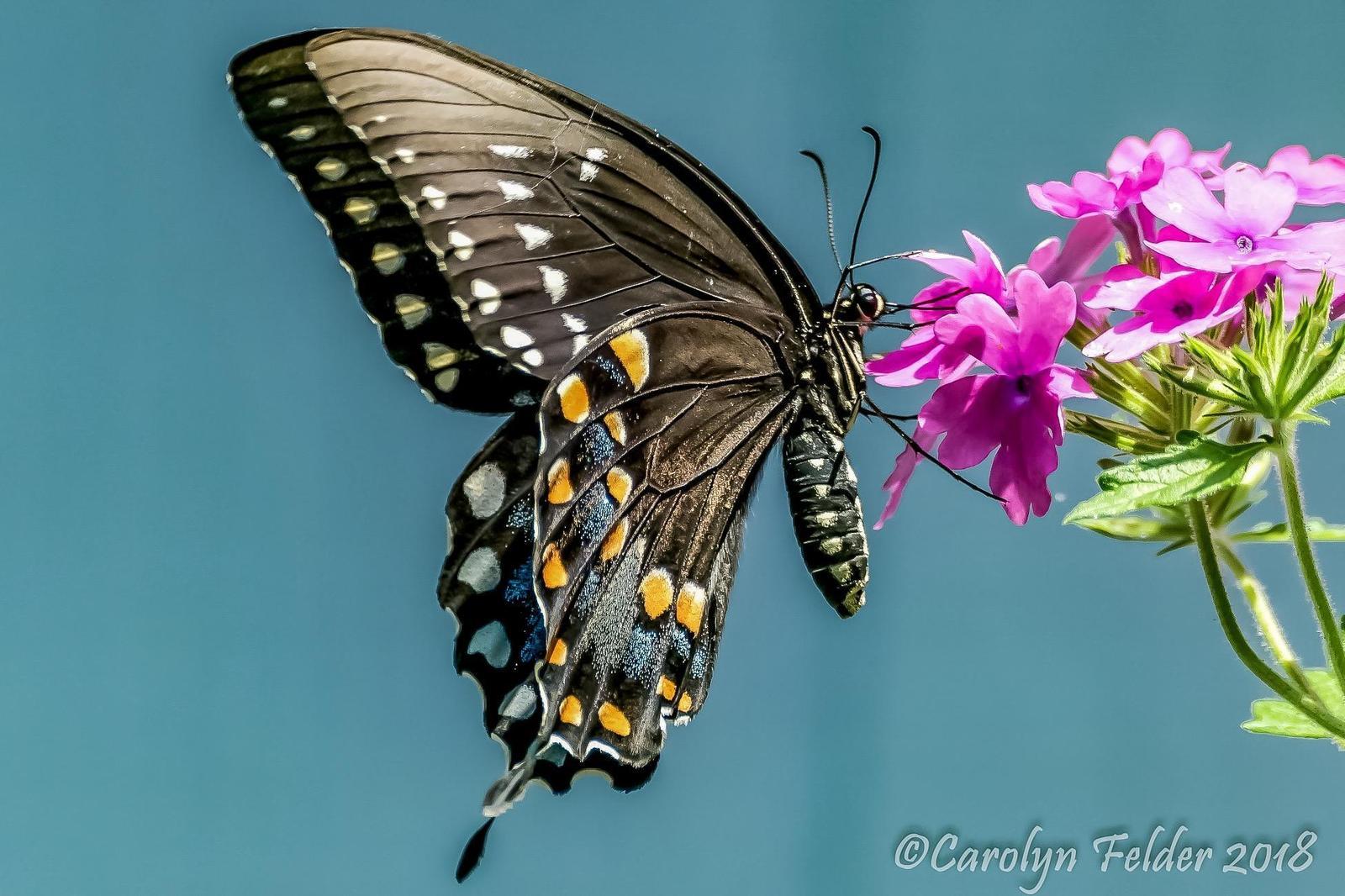 Spicebush Swallowtail Photo by Carolyn Felder