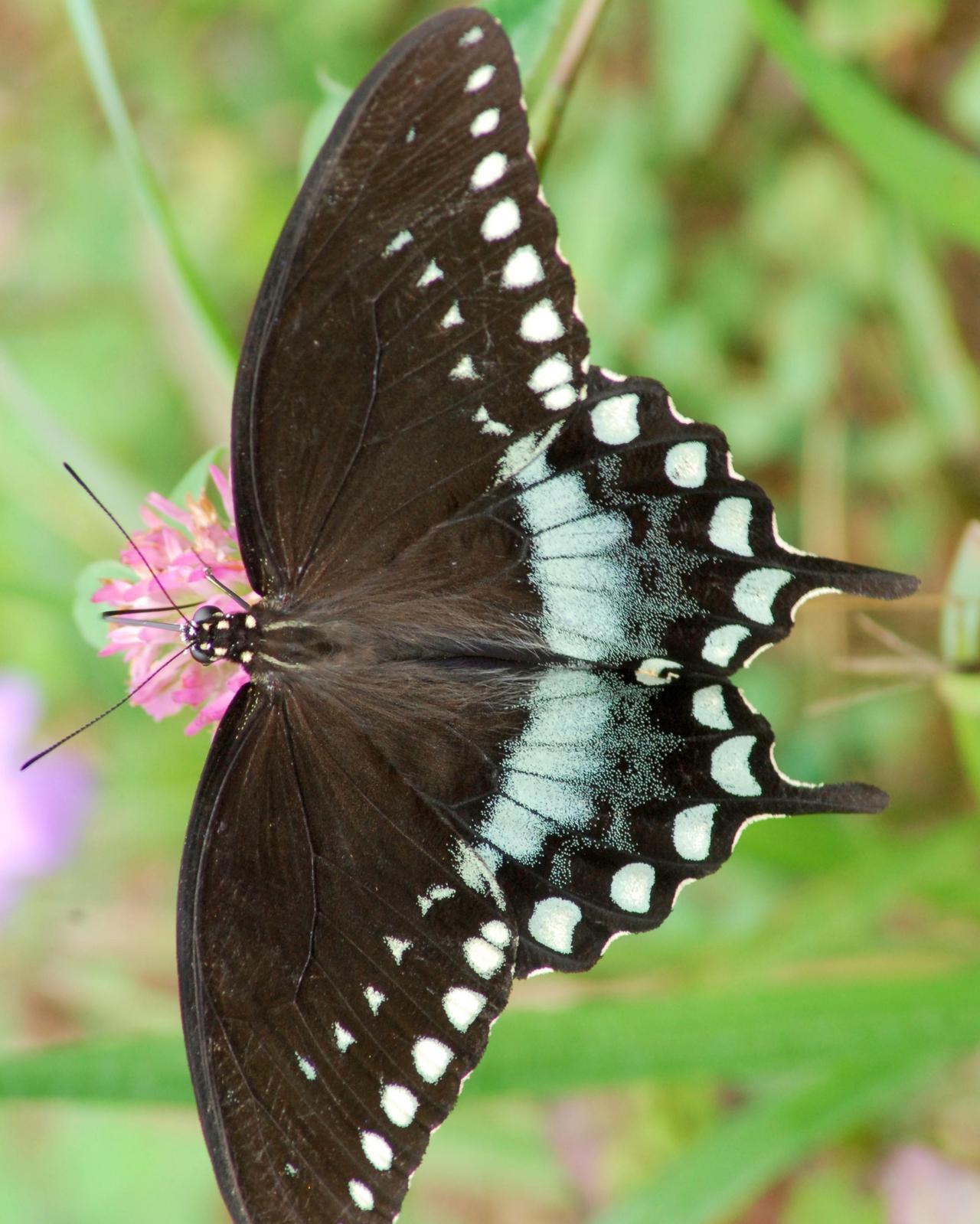 Spicebush Swallowtail Photo by David Hollie