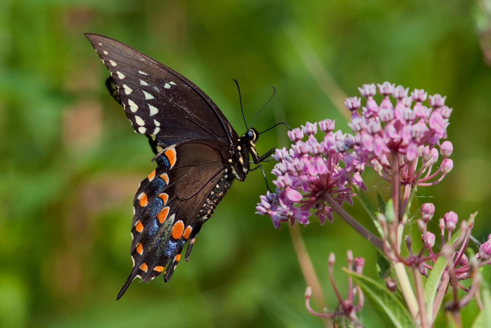 Spicebush Swallowtail Photo by Michael Moore