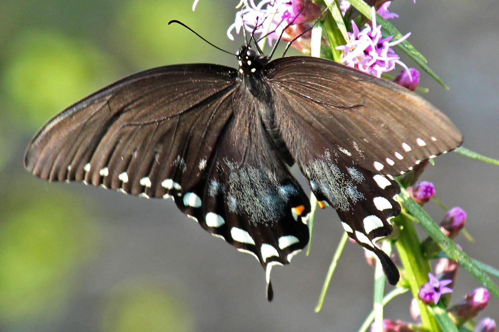 Spicebush Swallowtail Photo by Kristy Baker