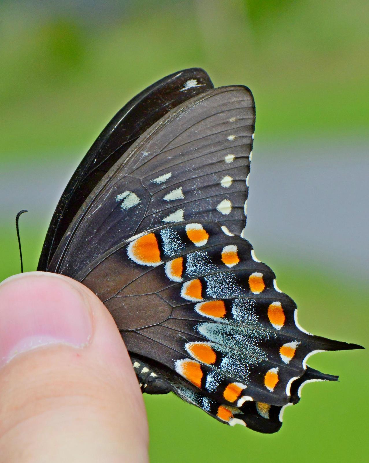 Spicebush Swallowtail Photo by Maxim Larrivèe, Ph.D.