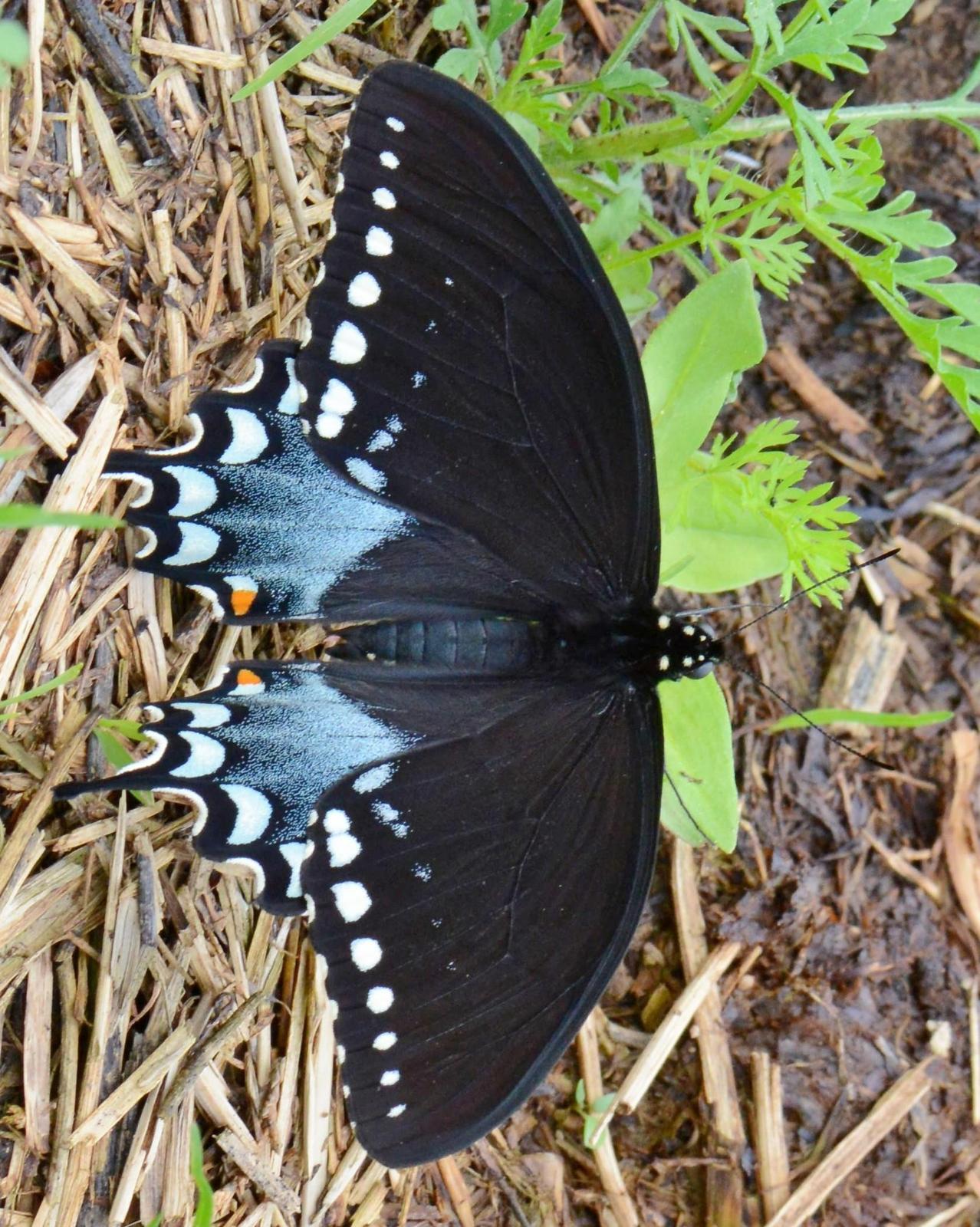 Spicebush Swallowtail Photo by Maxim Larrivèe, Ph.D.
