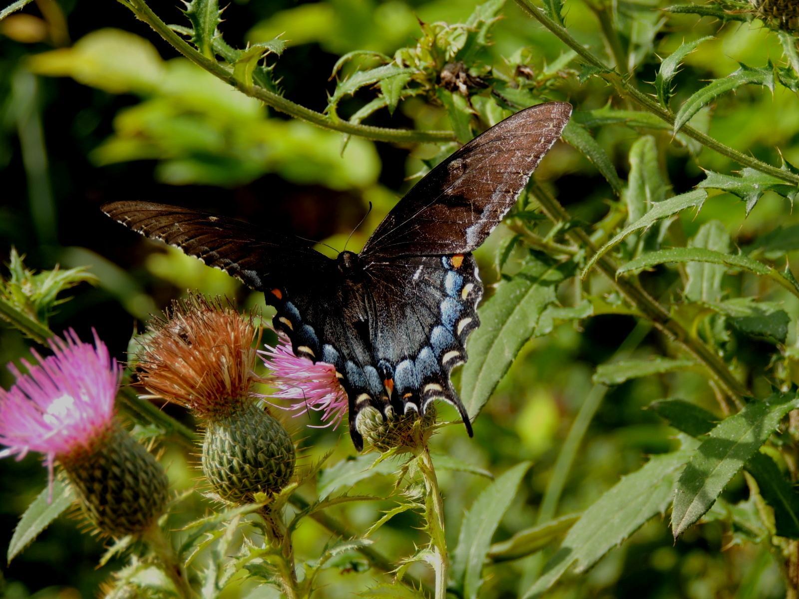 Spicebush Swallowtail Photo by Tony Heindel