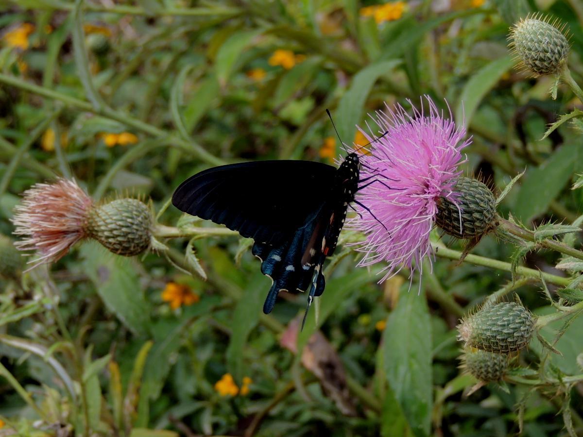 Spicebush Swallowtail Photo by Tony Heindel