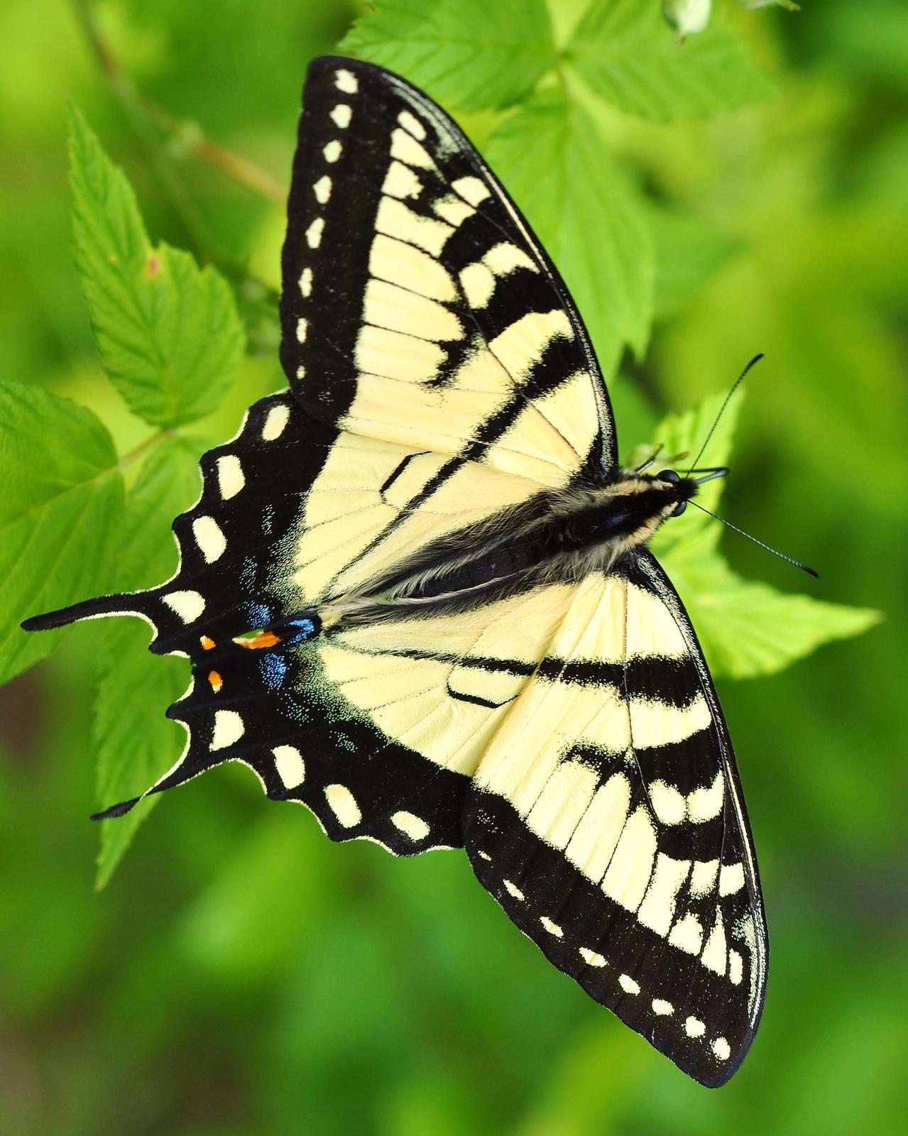 Canadian Tiger Swallowtail Photo by Maxim Larrivèe, Ph.D.