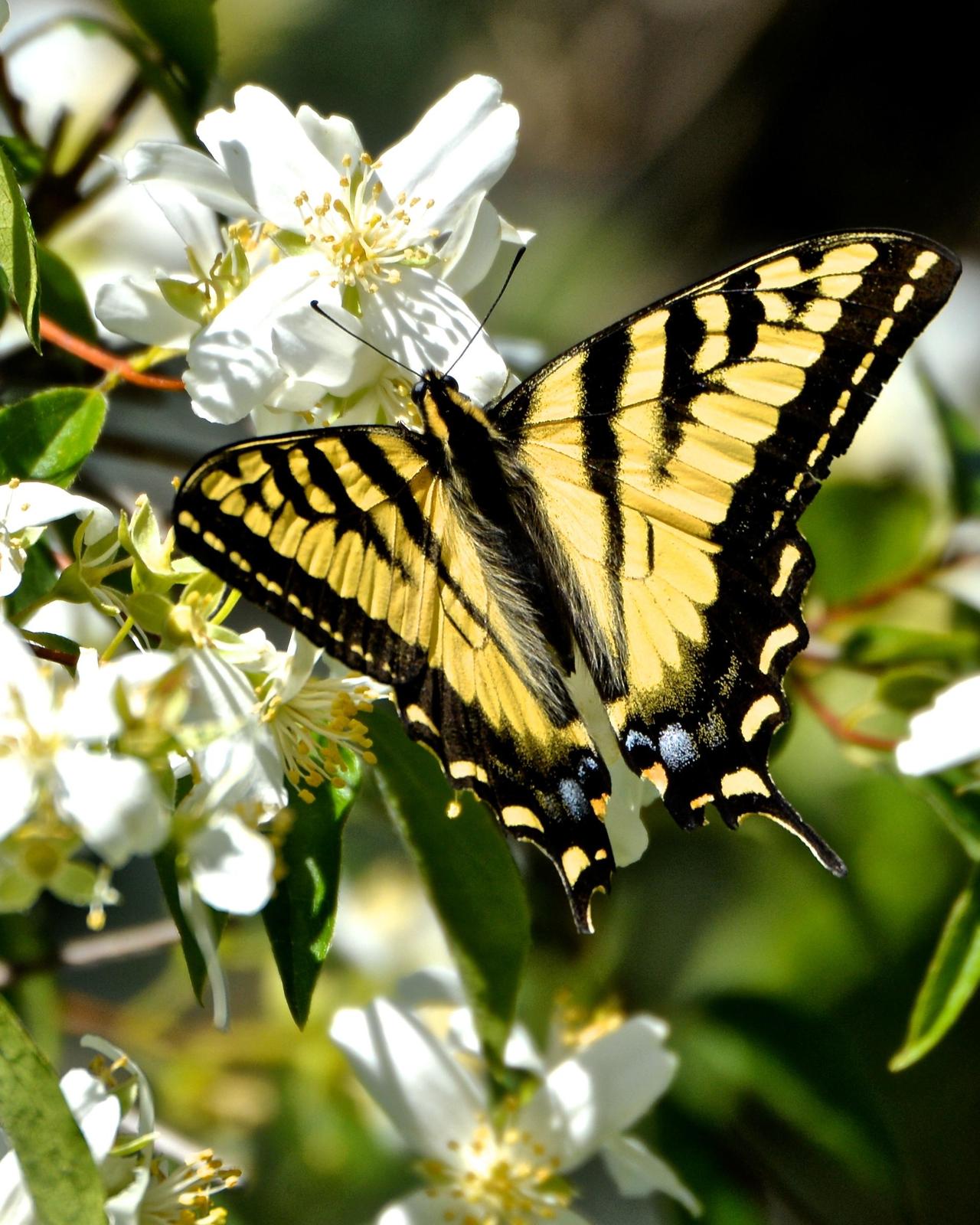 Canadian Tiger Swallowtail Photo by Gerald Friesen