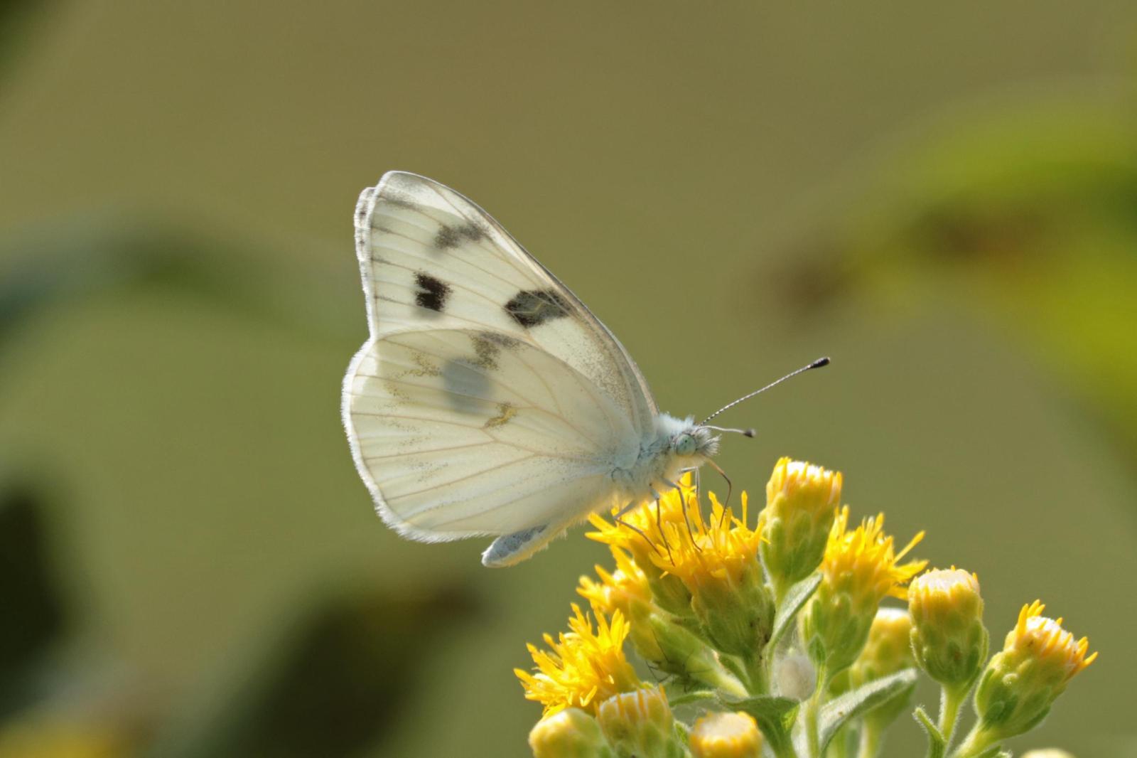 Checkered White Photo by Kristy Baker