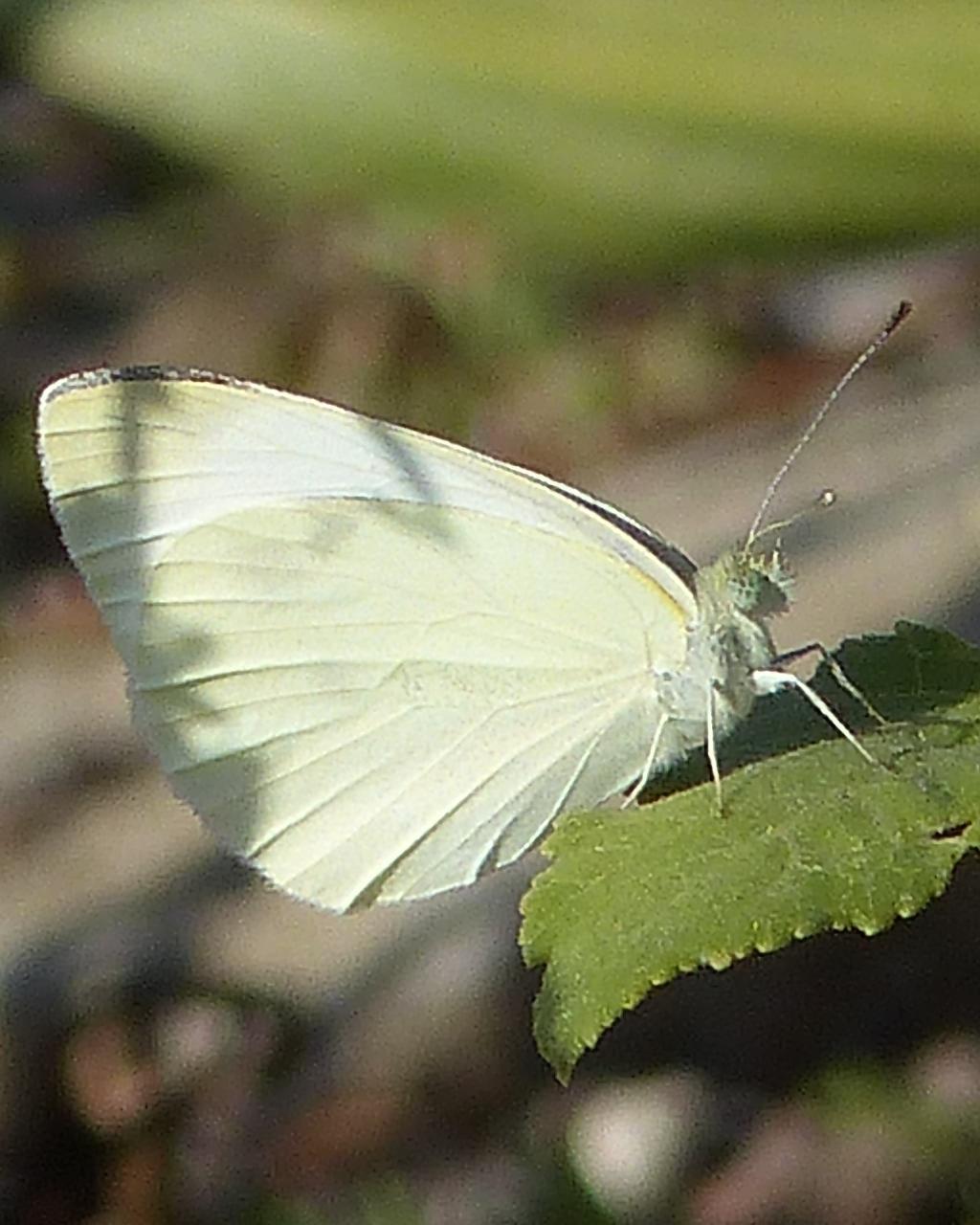 Cabbage White Photo by David Bell