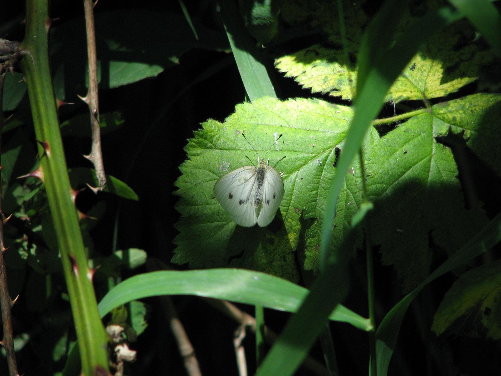 Cabbage White Photo by Ted Goshulak