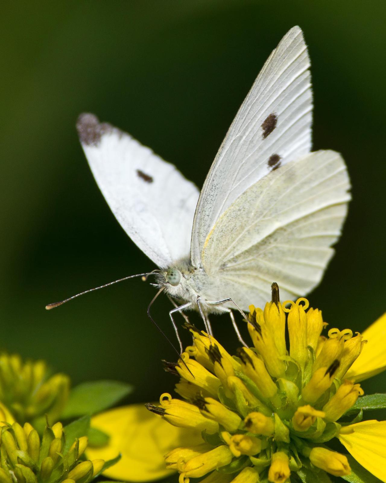 Cabbage White Photo by Rob Dickerson
