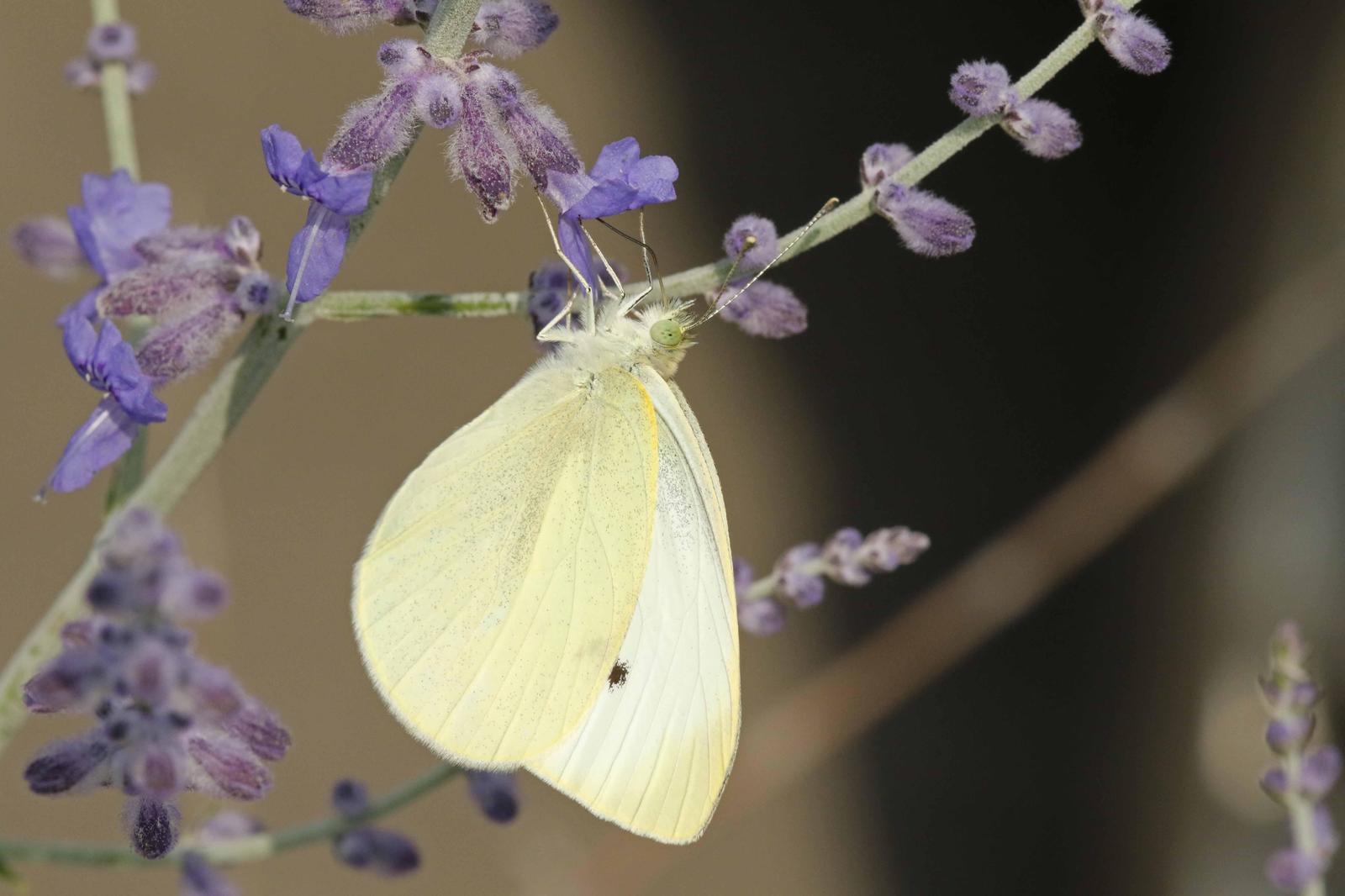 Cabbage White Photo by Kristy Baker