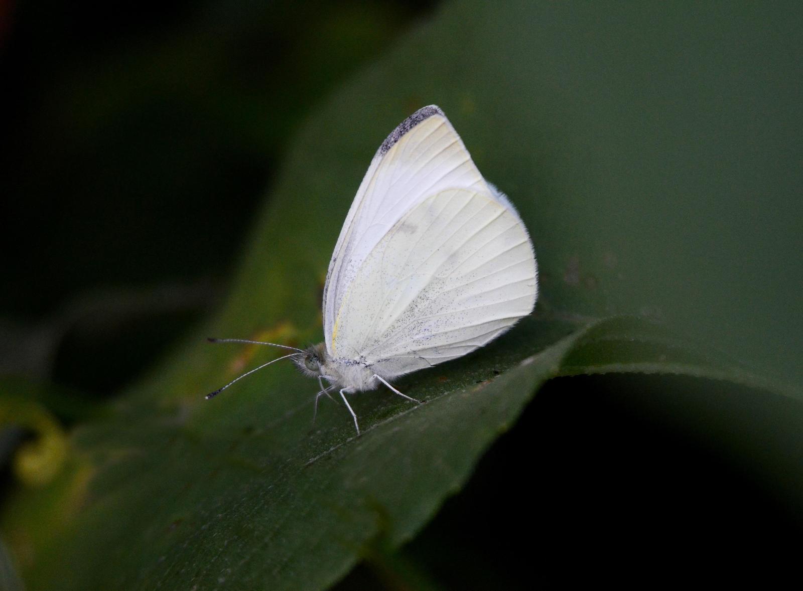 Cabbage White Photo by Steven Mlodinow