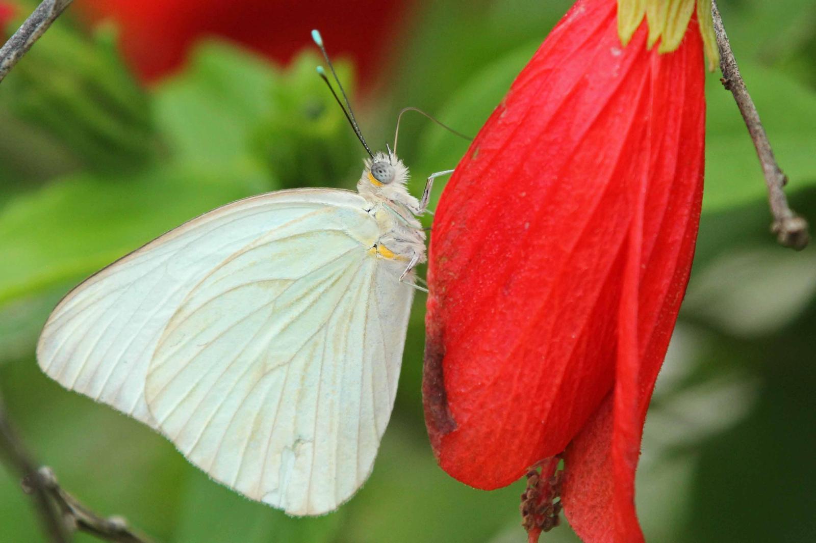 Great Southern White Photo by Kristy Baker