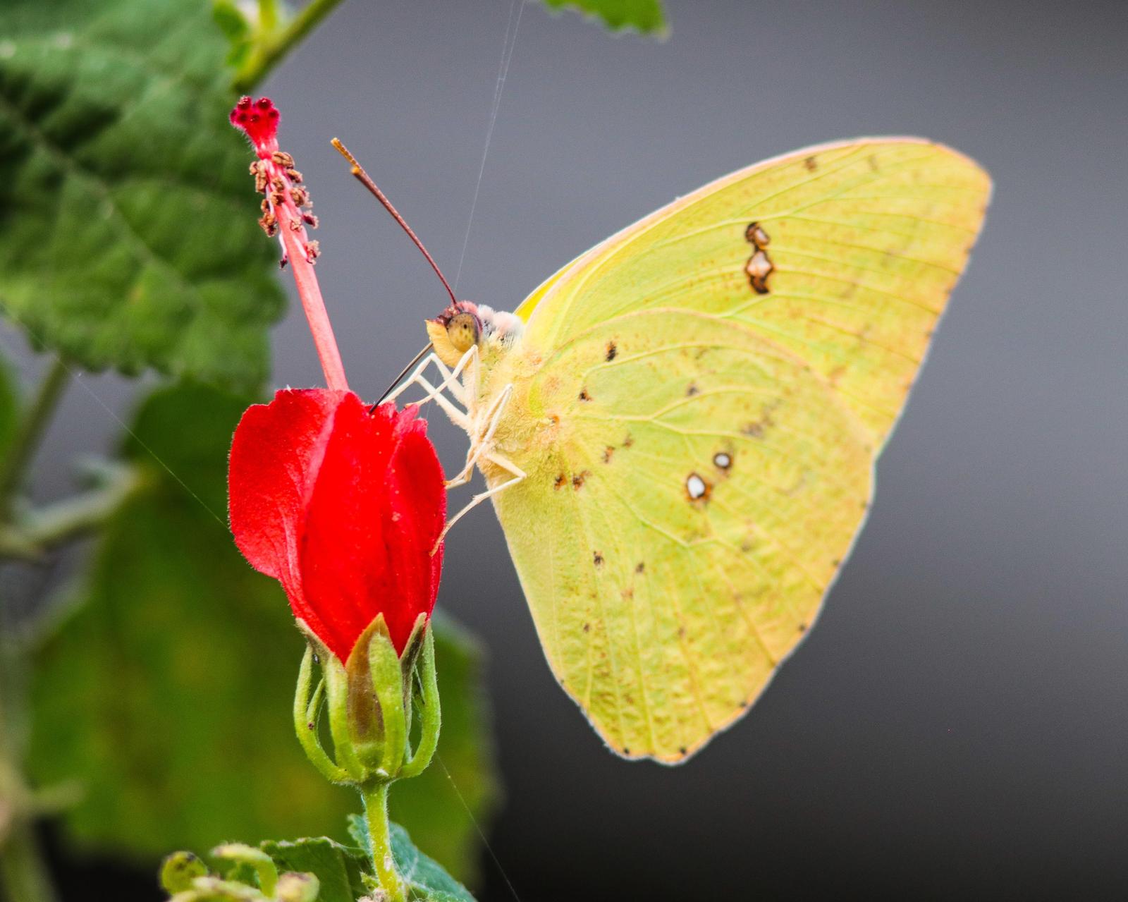 Cloudless Sulphur Photo by Tony Schoch