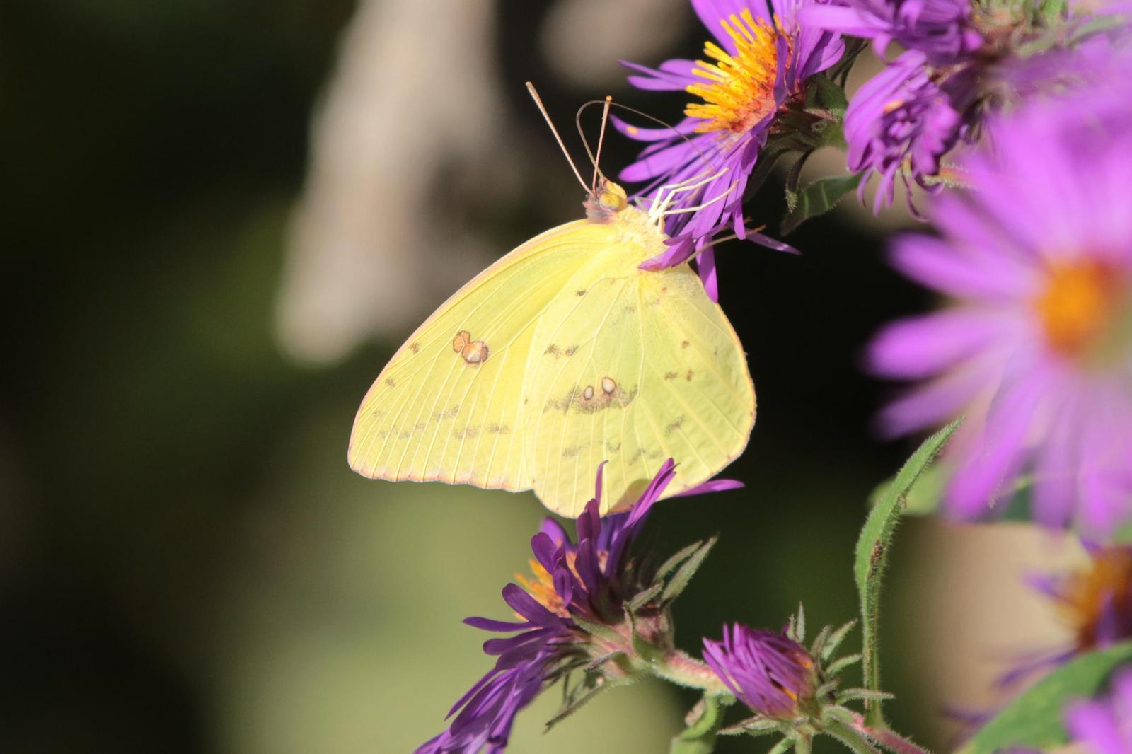 Cloudless Sulphur Photo by Kristy Baker