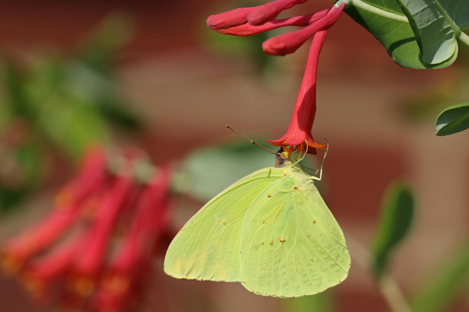 Cloudless Sulphur Photo by Kristy Baker