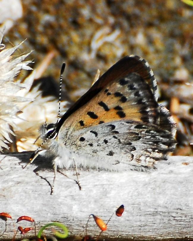 Mariposa Copper Photo by David Hollie