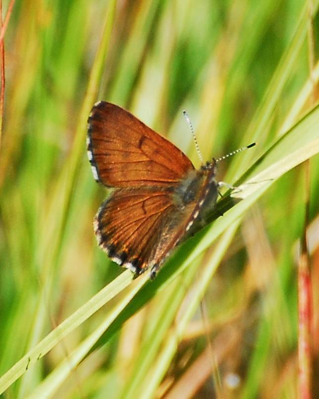 Mariposa Copper Photo by David Hollie
