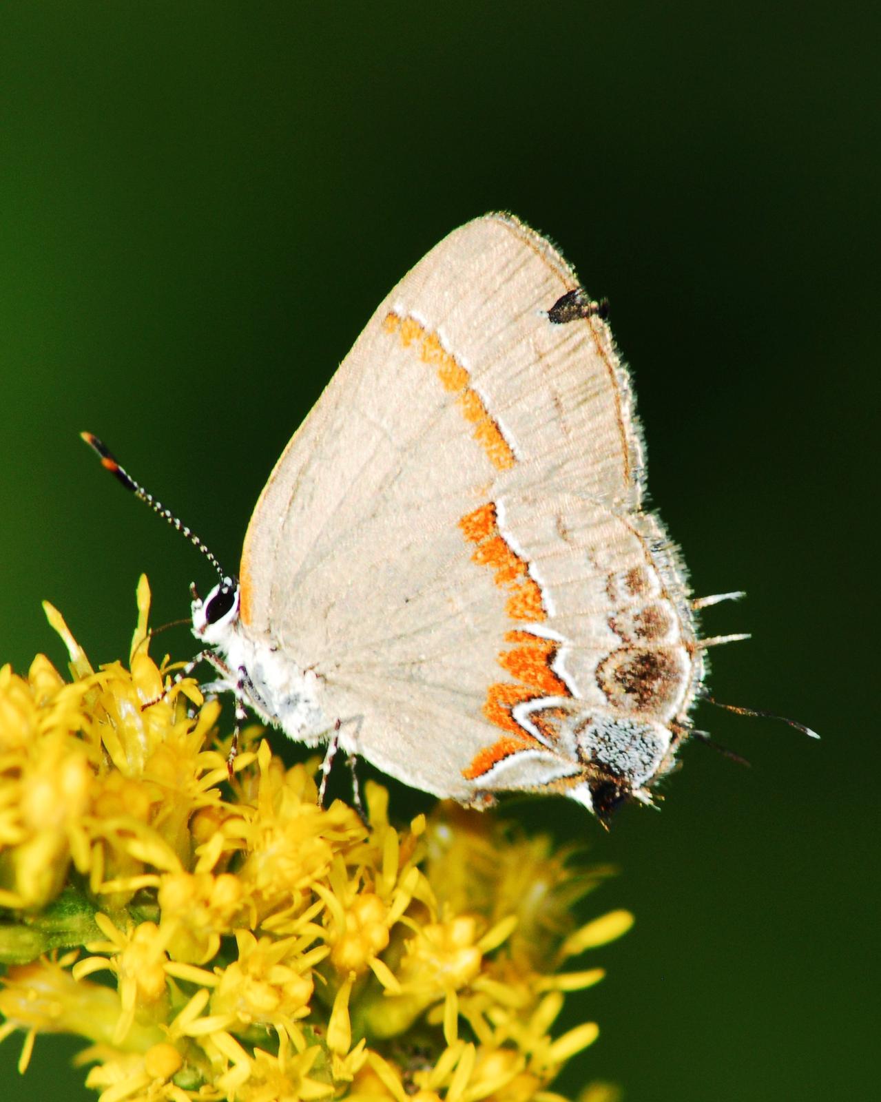 Red-banded Hairstreak Photo by David Hollie