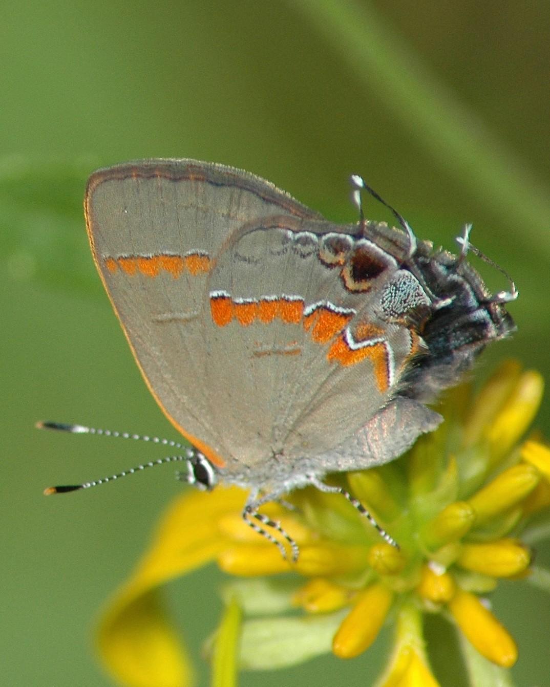 Red-banded Hairstreak Photo by David Hollie