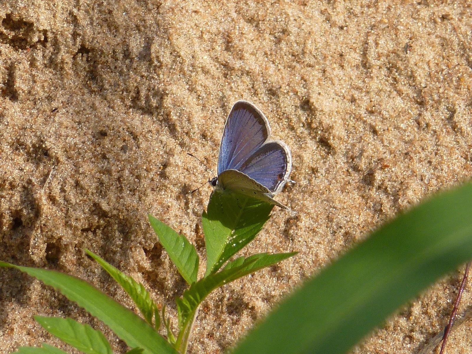 Eastern Tailed-Blue Photo by Ryan Chrouser