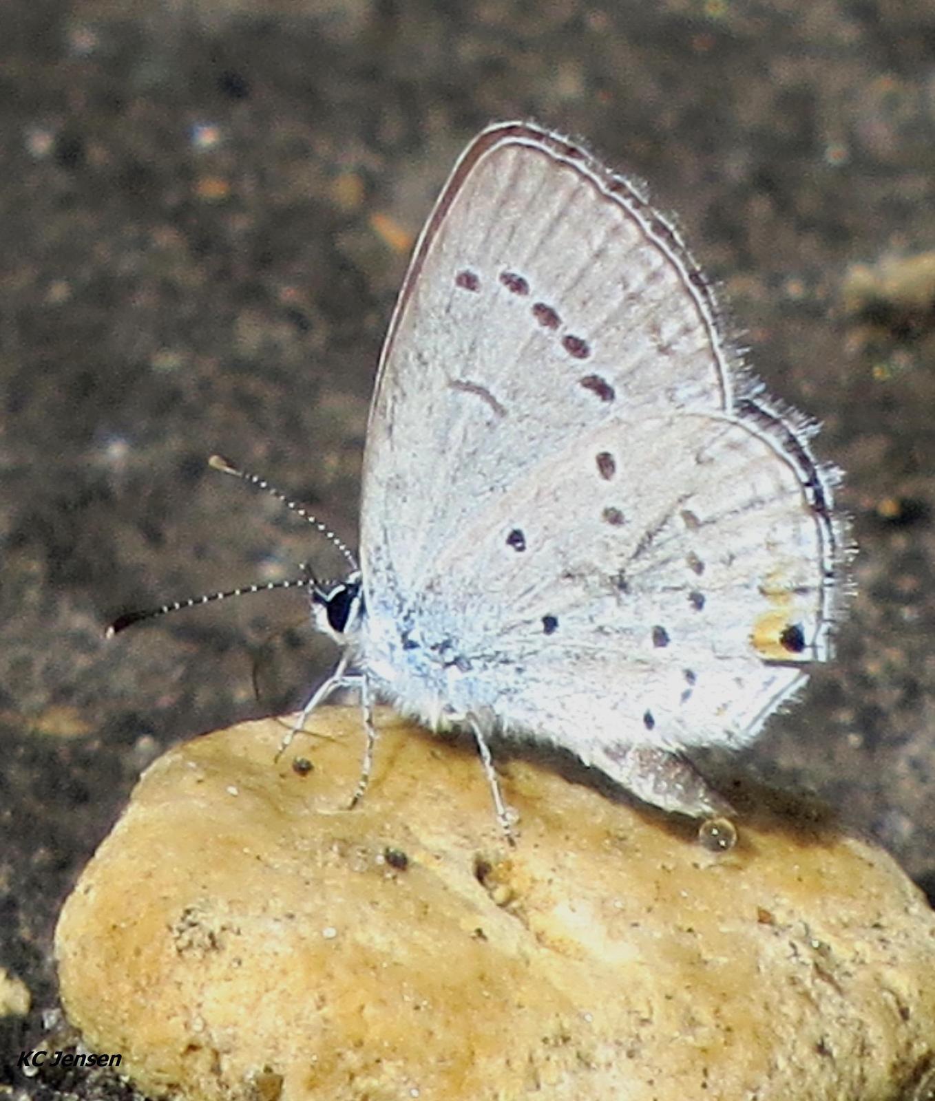 Eastern Tailed-Blue Photo by Kent Jensen