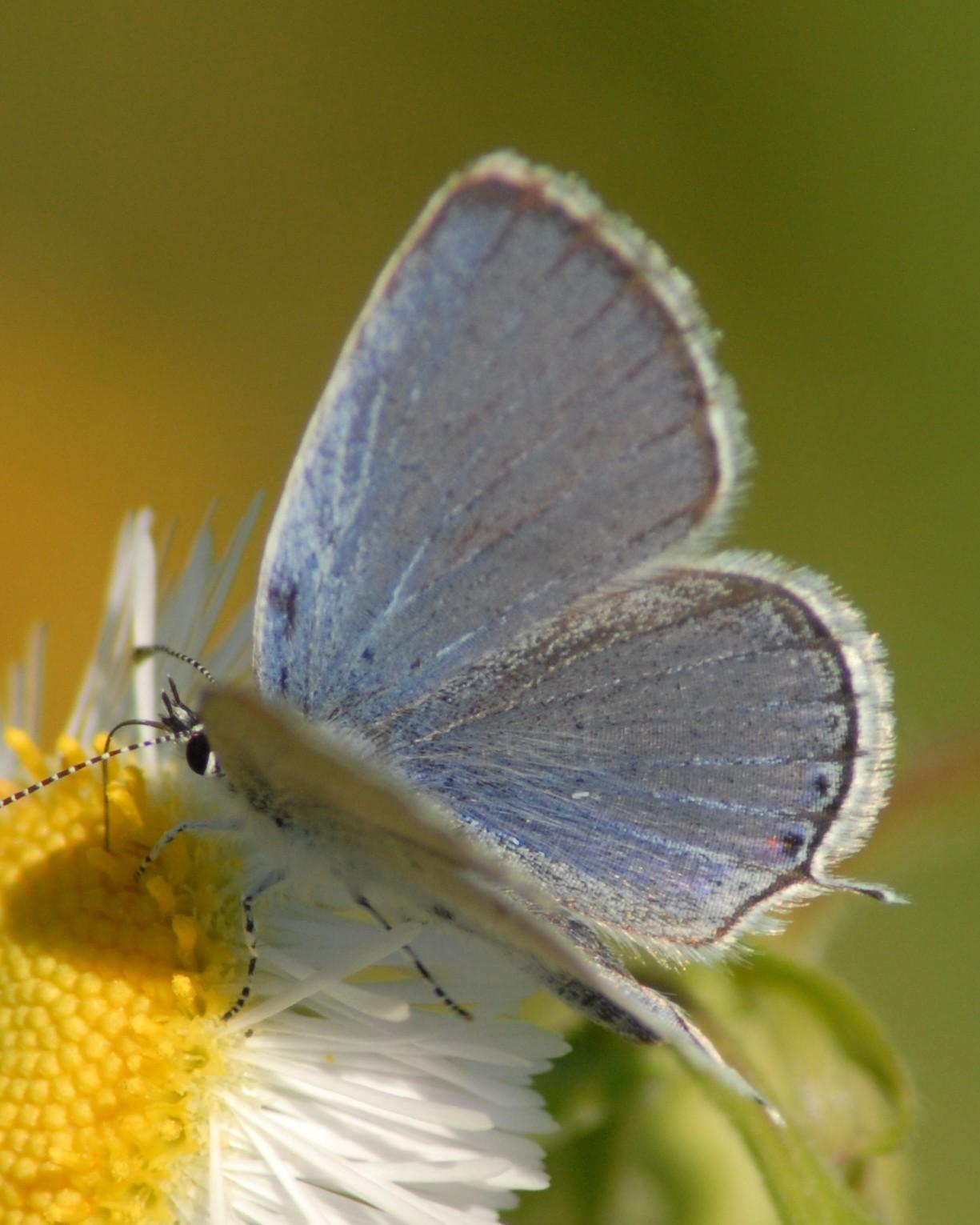 Eastern Tailed-Blue Photo by David Hollie