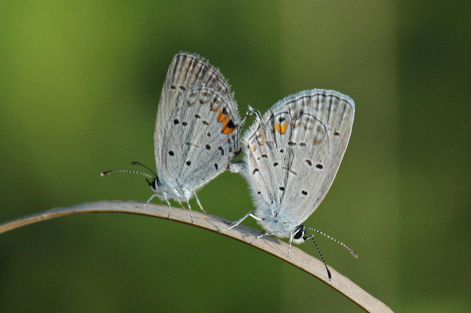 Eastern Tailed-Blue Photo by Kristy Baker