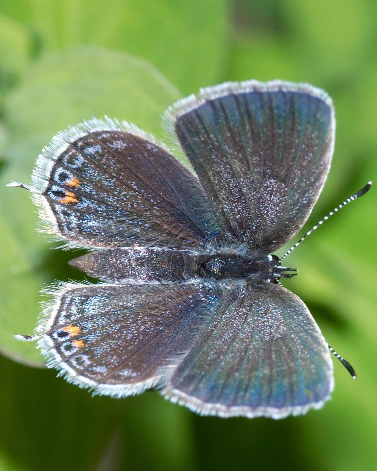 Eastern Tailed-Blue Photo by Maxim Larrivèe, Ph.D.