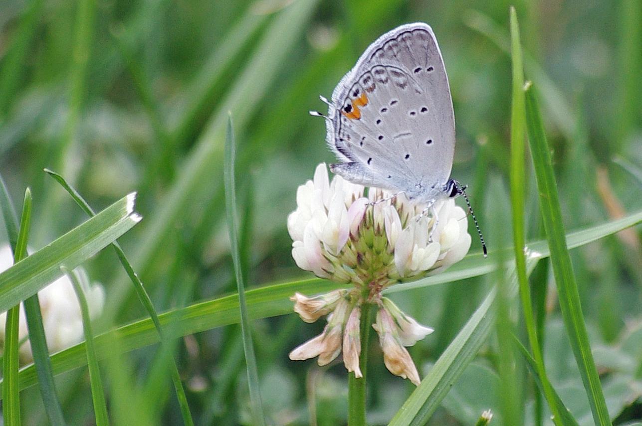 Eastern Tailed-Blue Photo by Rob Dickerson