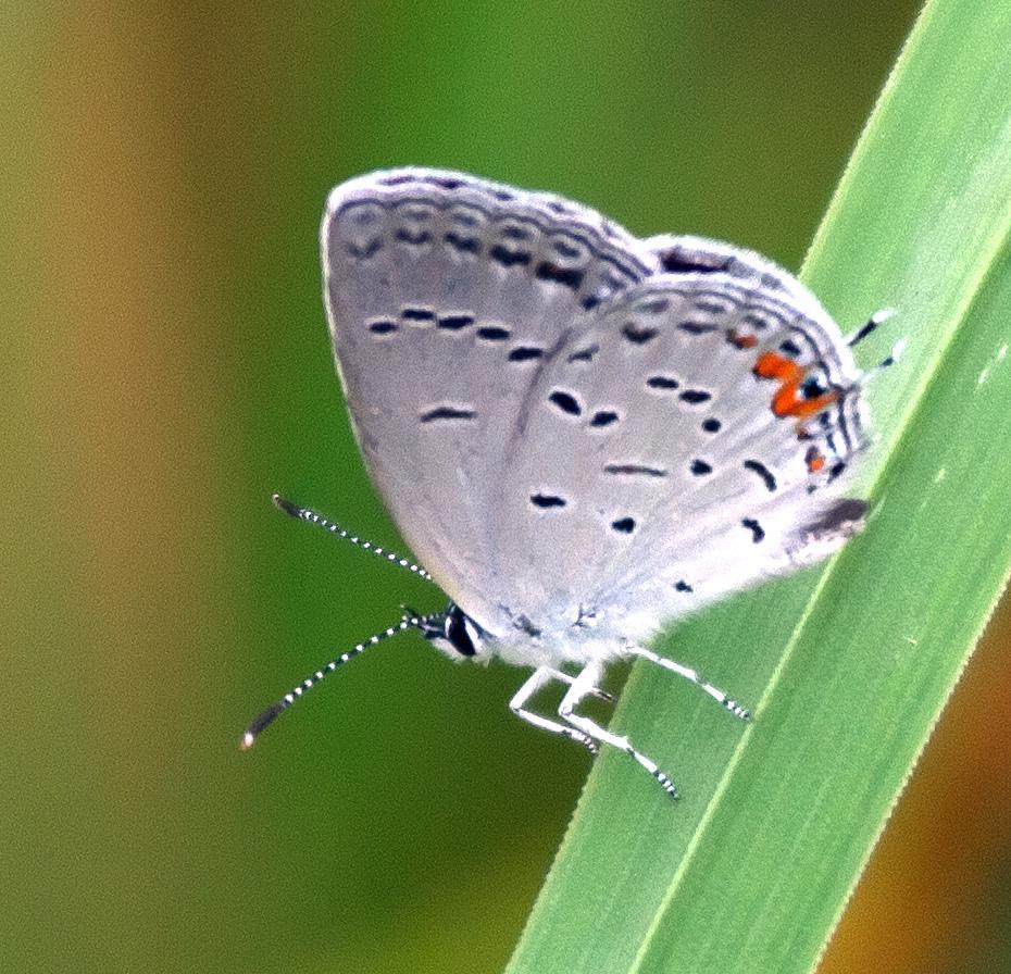 Eastern Tailed-Blue Photo by Scott Berglund
