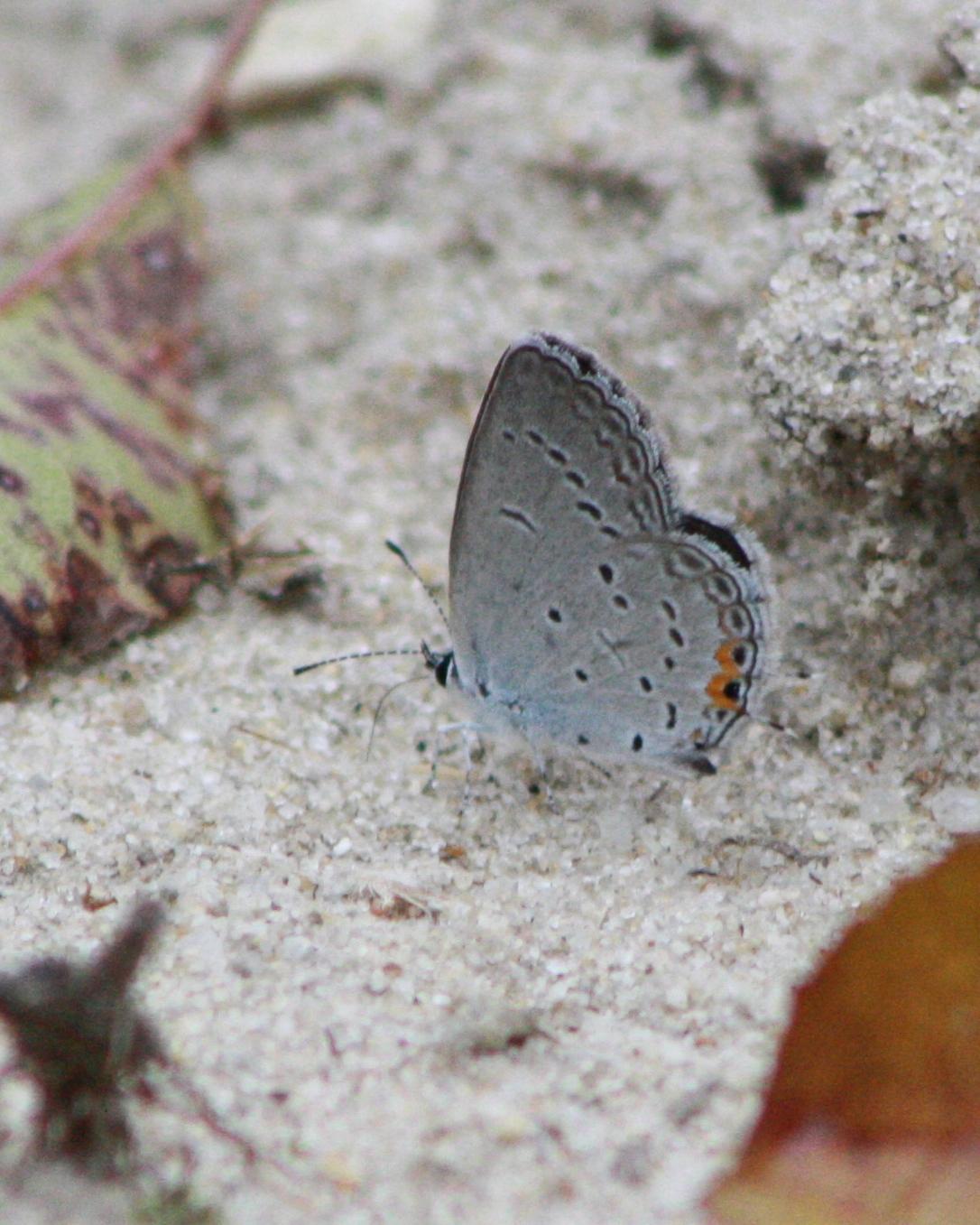 Eastern Tailed-Blue Photo by Tim Schreckengost
