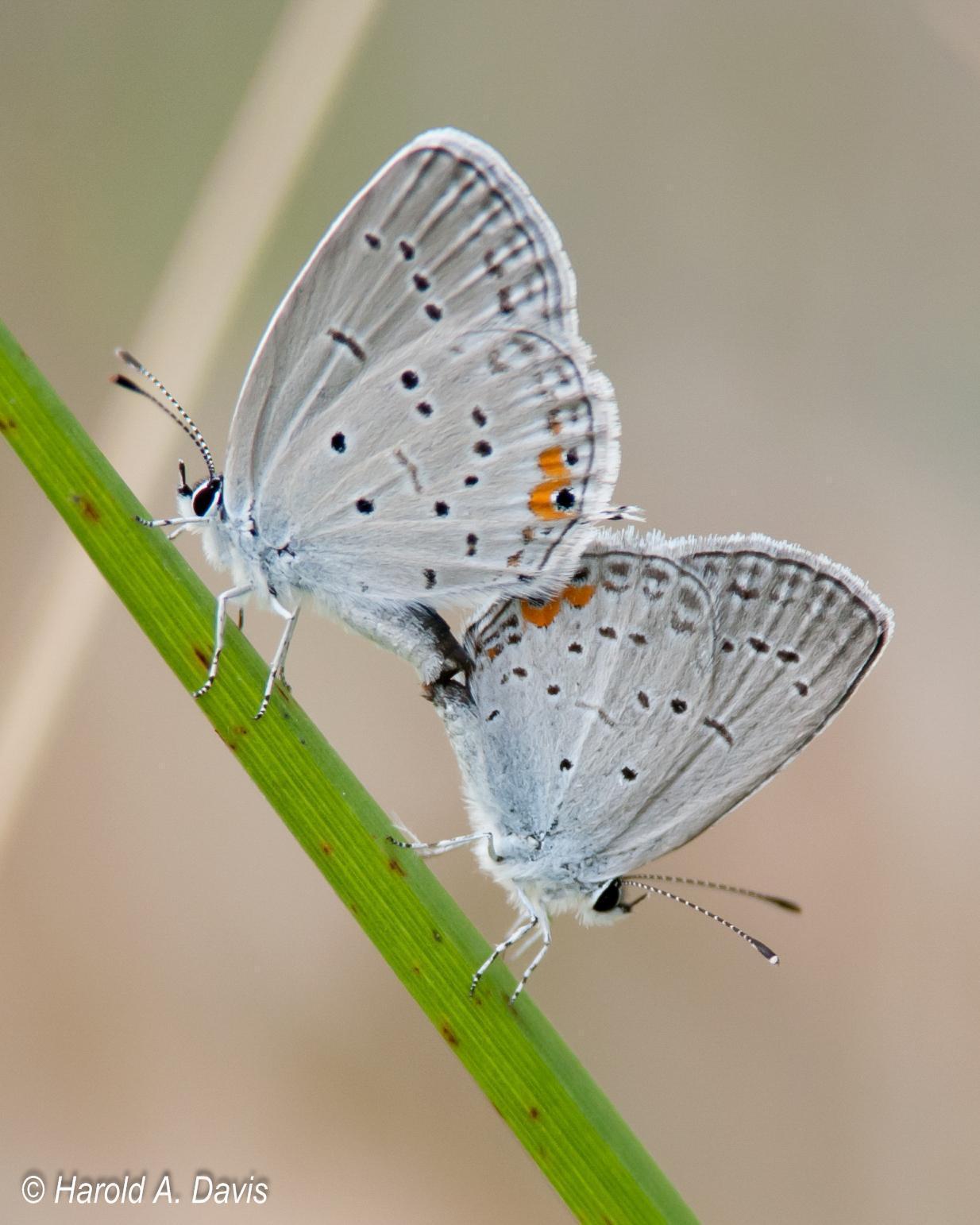 Eastern Tailed-Blue Photo by Harold Davis